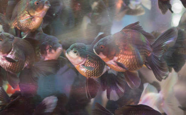 色彩斑斓的鱼在水族箱中，特写照片，美丽的数字图片图片下载