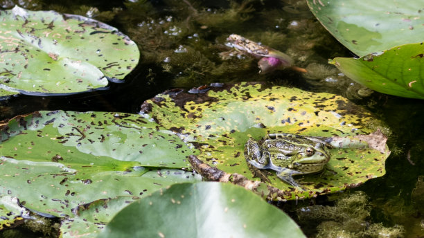 有趣的绿色青蛙坐在自然池塘的睡莲叶上——特写的野生动物照片，充满卡通般的魅力图片下载