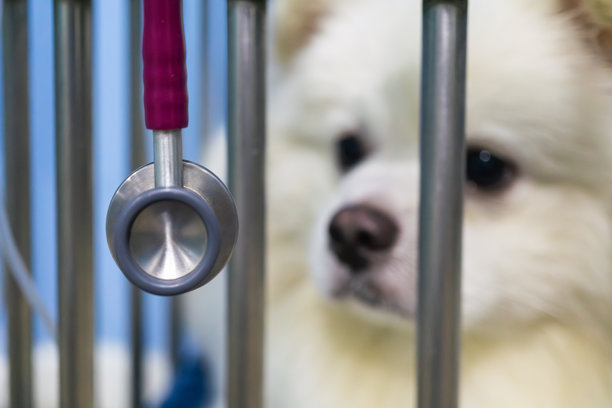 悲伤的白狗特写，红肿的眼睛在笼子后面，可能因过敏或感染而痛苦。适用于宠物医疗、兽医诊断和动物福利意识的情感照片。图片下载