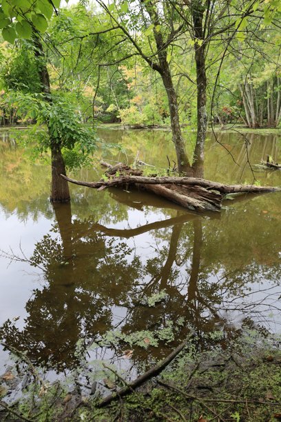 秋天的湖泊背景，树木在水面上的倒影，竖版照片图片下载