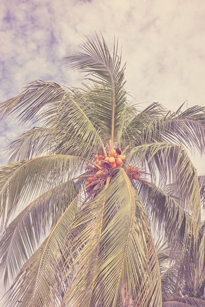 复古色调的椰子树与天空的照片。图片下载
