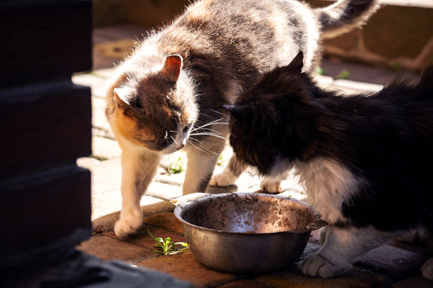 街头饥饿的猫咪争抢食物，共享一个盘子。阳光明媚的日子里，气氛独特的照片。图片下载