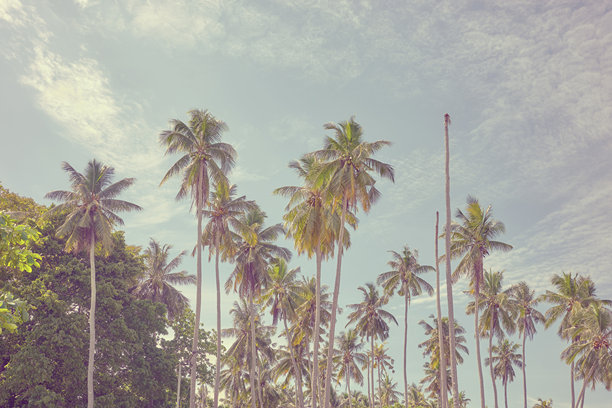 复古色调的椰子树与天空的照片。图片下载