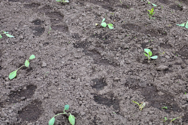 新翻耕的土壤上长出幼苗，营造出新开始和农业的感觉。该图像象征着成长、劳动和对收成的关心。这张照片非常适合与园艺、生态、春天和农业相关的插图。图片下载