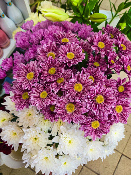 一张照片中的花朵与色彩图片下载