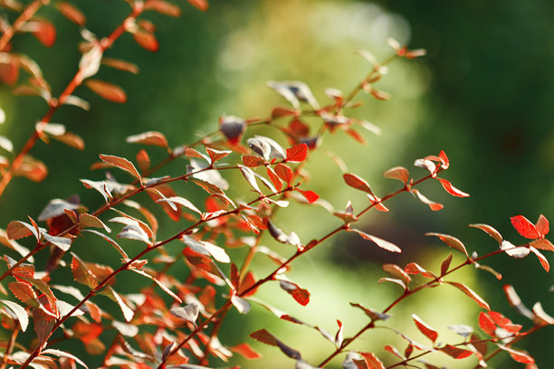 生动的秋季树枝上挂满红色的秋叶，背景为绿色模糊的散景。美丽的秋季风景，阳光照耀的叶子，优雅的自然纹理，柔和的粉彩色调照片，温馨的秋季氛围。图片下载