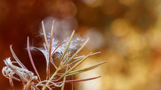 秋季阳光下的干燥植物Chamaenerion（火绒草，柳草）与飞舞的白色种子，横幅。美丽的模糊背景，温暖的秋季色彩和金色散景，优美的自然微距照片。图片下载