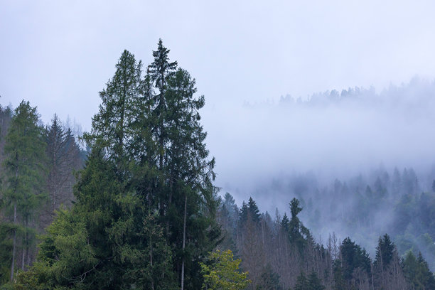 黑色风格化松树剪影照片图片下载