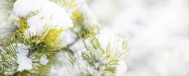 雪中的松枝，冬季图片留白图片下载