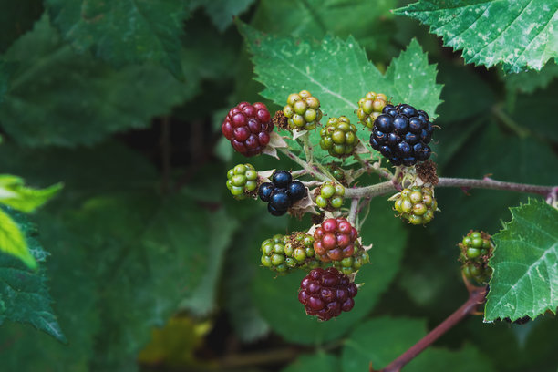 野生黑莓的多彩浆果。树枝上的新鲜天然维生素。图片下载