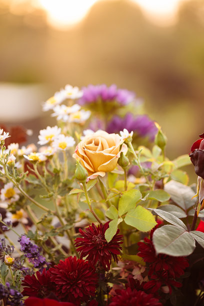 秋季花卉的花束在日落时分的乡村户外，花园中的垂直照片图片下载