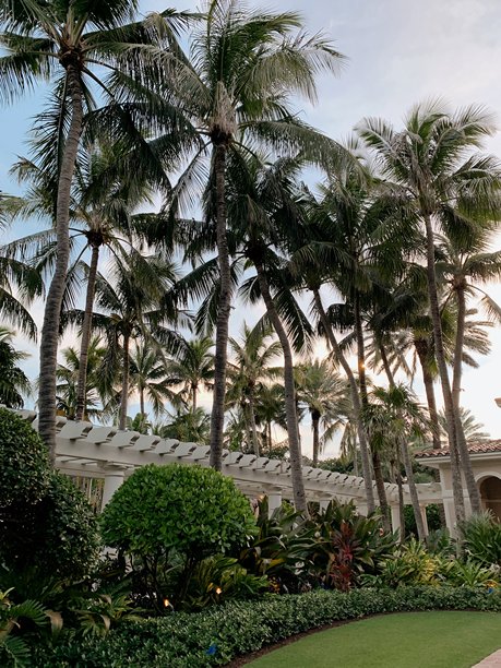 2025年夏季在棕榈滩户外拍摄的郁郁葱葱的绿色植物和树木的胶卷照片图片下载