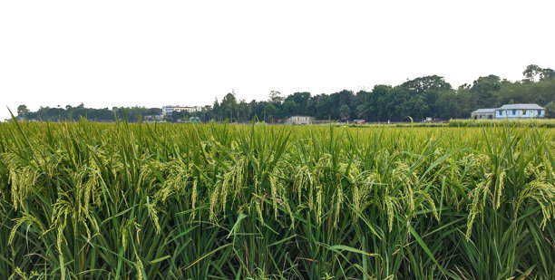 一片绿色稻田，背景清晰，孟加拉国的稻田，绿色稻田的PNG图片，夏日微风中，稻田里的幼稻轻轻摇曳。图片下载