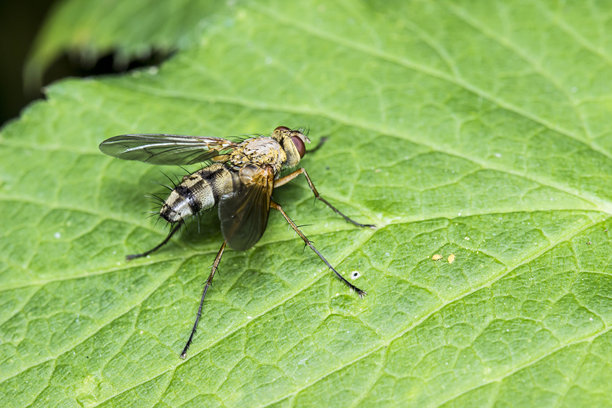 模糊的黑色背景上的苍蝇。色彩斑斓的昆虫微距照片。留有文字空间。美丽的屏幕保护程序。特写。苍蝇。小型苍蝇。家蝇科。图片下载