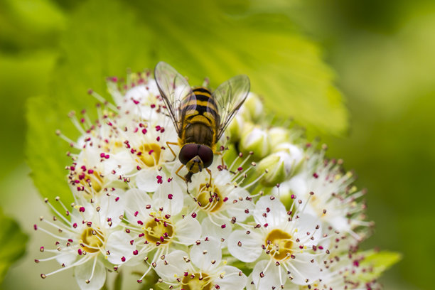 模糊背景中的白色海绣球花，带有散景效果。留有文字空间。色彩丰富的花卉照片。特写。美丽的屏幕保护程序。Vanhoutte海绣球。海绣球属。vanhouttei。蔷薇科。图片下载