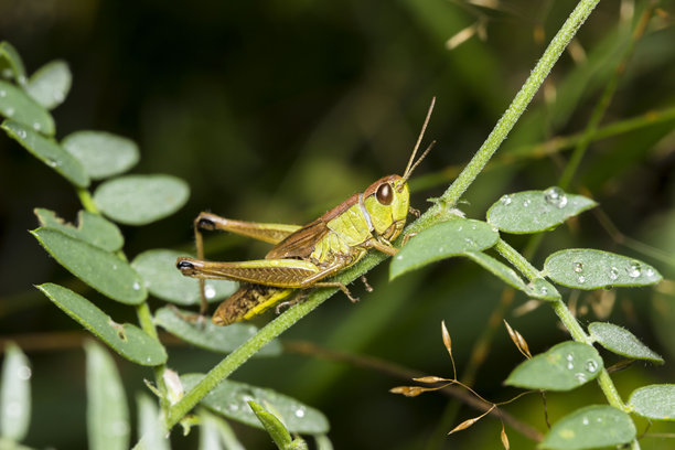 绿色的蚂蚱在草丛中。野生动物。色彩丰富的昆虫特写宏观照片。图片下载