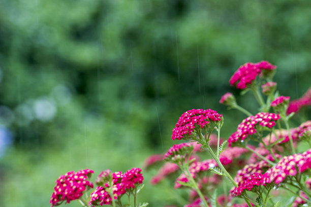 模糊背景中的红色蓍草花，带有散景效果。留有文字空间。色彩丰富的花卉照片。特写。美丽的屏幕保护程序。蓍草。千层金（Achillea millefolium）。蓍草属（Achillea）。菊科（Asteraceae）。图片下载