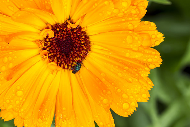 明亮的金盏花。色彩斑斓的花朵在自然栖息地中的照片，带有水滴。特写镜头。模糊的背景中有高光和散景。金盏花。金盏花科。星状花。图片下载