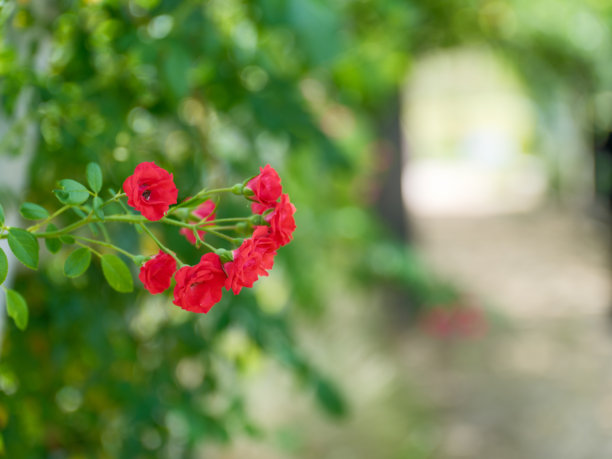 初夏盛开的红玫瑰特写照片图片下载