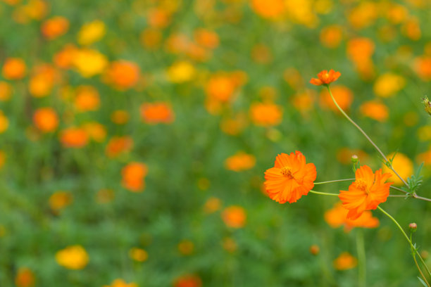 夏季盛开的橙黄色大波斯菊特写照片图片下载