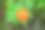 特写照片展示了初夏盛开的红色百日草花。图片下载