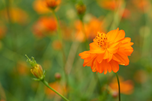 夏季盛开的橙黄色大波斯菊特写照片图片下载