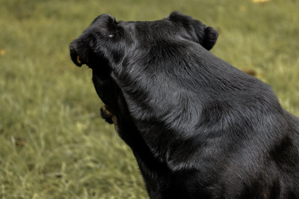 一只黑狗站在一条穿过森林的泥泞道路上的水坑里。这个画面传达了一种自由和顽皮的感觉。这张照片象征着无忧无虑的精神，展现了一只动物在大自然中享受当下的时刻。图片下载