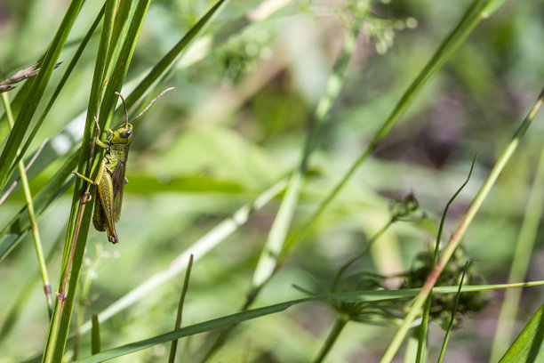 模糊背景上的绿色蚱蜢。野生动物。色彩丰富的昆虫微距照片。特写。屏幕保护程序。散景。格里格。绿蚱蜢。蚱蜢。蟋蟀。图片下载