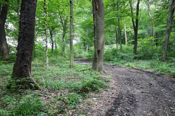夏季风景，描绘了一条穿过茂密森林的小径，周围是高大的树木和郁郁葱葱的植被。这张照片营造了一种沉浸在自然、宁静与安详中的感觉。图片下载