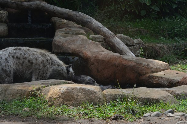 动物园里一对土狼在水池中嬉戏的照片图片下载