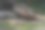 动物园里一对土狼在水池中嬉戏的照片图片下载
