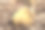 一组珊瑚真菌（Ramaria）从木屑中冒出，照片特写拍摄于威斯康星州沃基肖县，时间为七月。图片下载