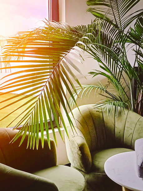 一把舒适的扶手椅旁边有一棵室内棕榈树。客厅内部。竖版照片。图片下载