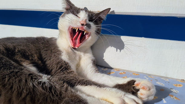 打哈欠的困猫，露出嘴巴，展示猫的牙弓、牙齿和舌头，拥有美丽的黄色眼睛，白色和灰色的毛发。图片下载