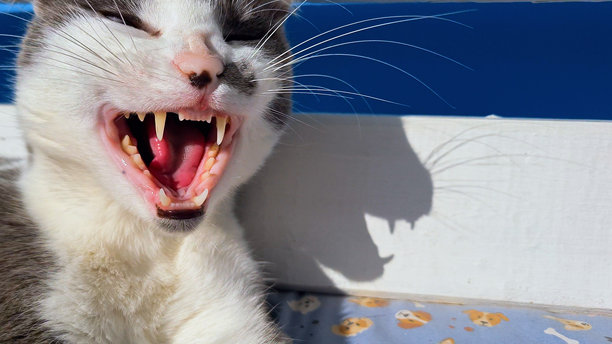 打哈欠的困猫，露出嘴巴，展示猫的牙弓、牙齿和舌头，拥有美丽的黄色眼睛，白色和灰色的毛发。图片下载