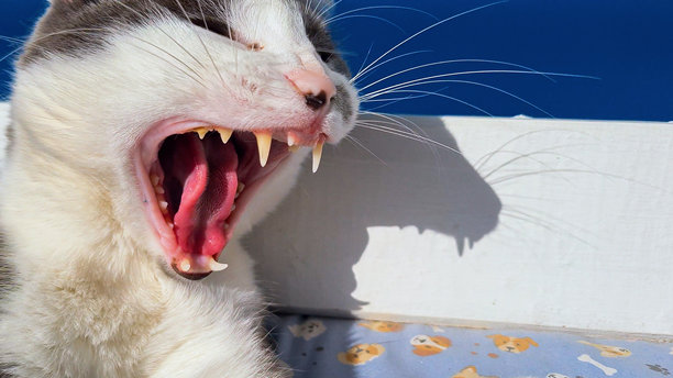 打哈欠的困猫，露出嘴巴，展示猫的牙弓、牙齿和舌头，拥有美丽的黄色眼睛，白色和灰色的毛发。图片下载