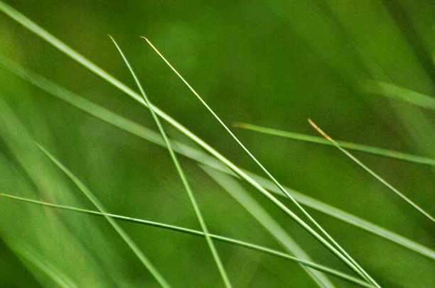 阳光下绿意盎然的草地特写照片图片下载