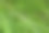 阳光下绿意盎然的草地特写照片图片下载