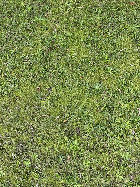 从上方拍摄的照片捕捉到一片密集的短牧草拼接，展示了丰富多样的绿色草坪物种共同生长，宛如自然草坪。图片下载