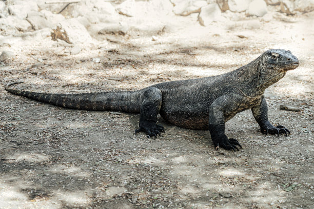 科莫多巨蜥在印度尼西亚科莫多国家公园的干燥地面上休息 - 野生动物图片图片下载