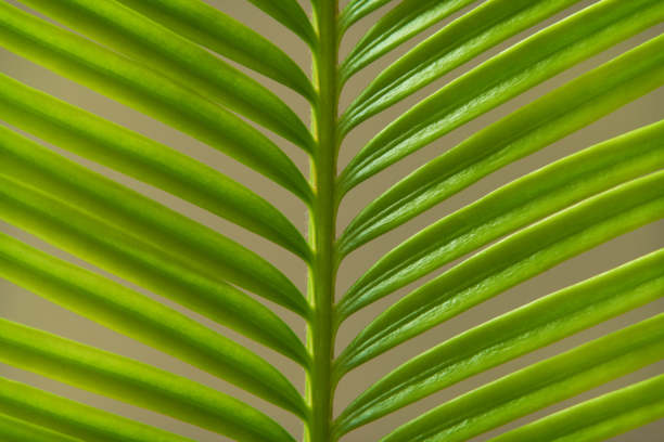 花园中绿色棕榈叶的特写，库存照片图片下载