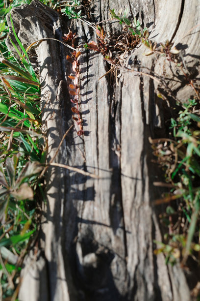 风化的树皮，表面粗糙且有纹理，周围环绕着绿色的草和小植物。照片拍摄于瑞士国家公园。图片下载