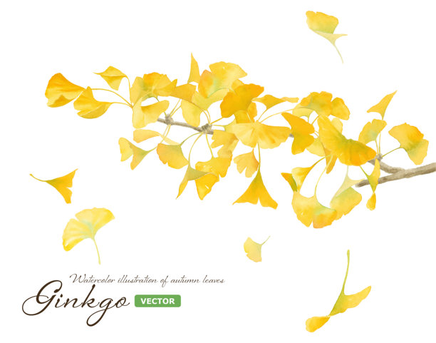 黄色银杏枝的水彩插图。被风吹散的落叶。秋季自然素材。(矢量)图片下载
