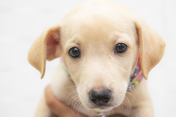 特写照片，一只短毛浅色小狗，拥有大而明亮的眼睛。图片下载