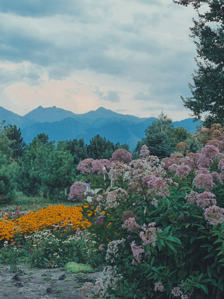 日落时分的垂直照片，紫丁香绣球花和橙色花朵。图片下载