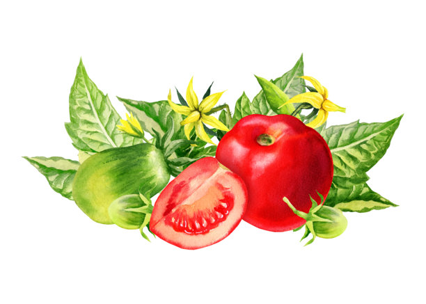 水彩画新鲜的红色和绿色成熟番茄，切片，黄色花朵，绿色叶子，农业主题的手绘插图，生鲜水果和蔬菜的食物素描，适合健康生活方式。图片下载