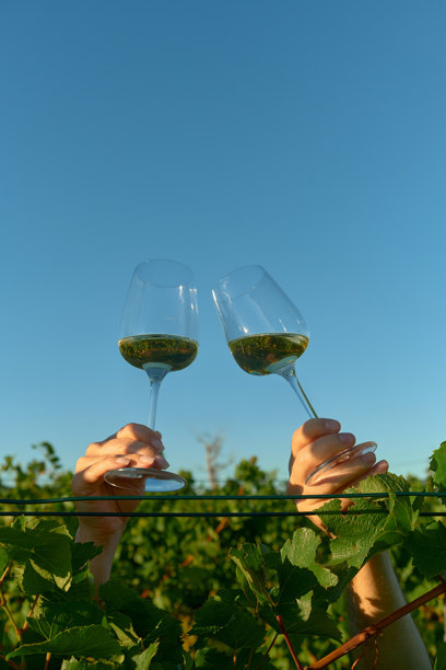 一对情侣在蓝天的葡萄园上方举着白葡萄酒杯的竖拍照片图片下载