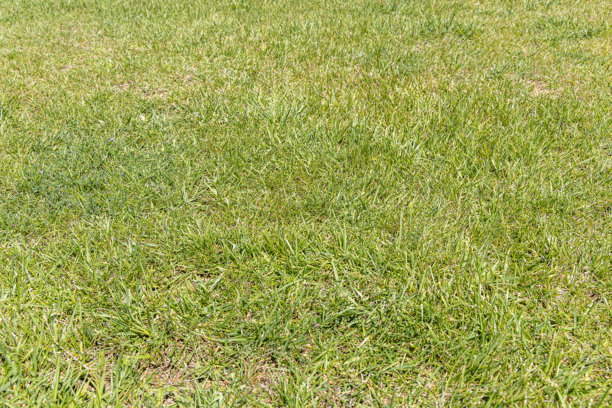 绿色草坪或草地的横向照片图片下载