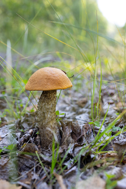 一个装满各种野生蘑菇和辣根的篮子。蘑菇被绿色叶子和越橘浆果环绕。图片下载