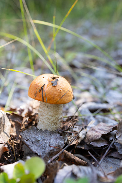一个装满各种野生蘑菇和辣根的篮子。蘑菇被绿色叶子和越橘浆果环绕。图片下载
